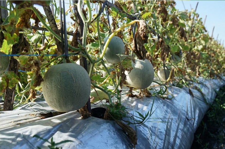 Kebun Melon Klagen 1